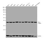 PP1 alpha Antibody in Western Blot (WB)