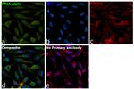 PP2A alpha Antibody in Immunocytochemistry (ICC/IF)