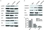 Bax Antibody in Western Blot (WB)