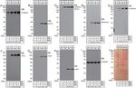 PPAP2B Antibody in Western Blot (WB)