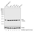 ARF1 Antibody