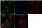 ARF1 Antibody in Immunocytochemistry (ICC/IF)