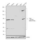 TLR9 Antibody in Western Blot (WB)