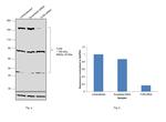 TLR9 Antibody in Western Blot (WB)