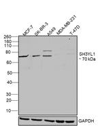 SIAH1 Antibody in Western Blot (WB)