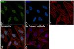 APE1 Antibody in Immunocytochemistry (ICC/IF)