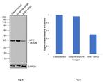 APE1 Antibody