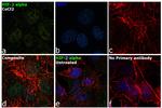 HIF-2 alpha Antibody in Immunocytochemistry (ICC/IF)