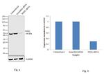 PHD2 Antibody