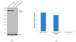 FANCD2 Antibody in Western Blot (WB)