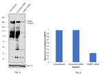 53BP1 Antibody in Western Blot (WB)