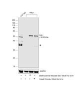 Carbonic Anhydrase IX Antibody