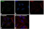 PINK1 Antibody in Immunocytochemistry (ICC/IF)