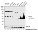 GAP43 Antibody in Western Blot (WB)