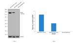 NEFM Antibody in Western Blot (WB)