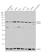 SLC7A11 Antibody in Western Blot (WB)