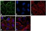 GAPDH Antibody in Immunocytochemistry (ICC/IF)