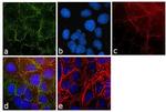 GAPDH Antibody in Immunocytochemistry (ICC/IF)