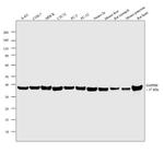 GAPDH Antibody in Western Blot (WB)