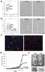 CD36 Antibody in Immunohistochemistry (IHC)