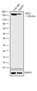 NPC1 Antibody in Western Blot (WB)