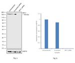 NPC1 Antibody in Western Blot (WB)