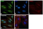 CENPF Antibody in Immunocytochemistry (ICC/IF)