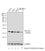 Survivin Antibody