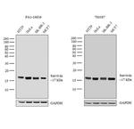 Survivin Antibody