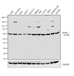 Beclin 1 Antibody in Western Blot (WB)