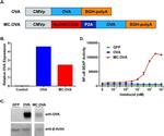 beta Actin Antibody in Western Blot (WB)