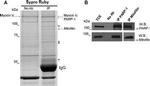 Mitofilin Antibody in Western Blot (WB)