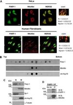 Mitofilin Antibody in Western Blot, Immunocytochemistry (WB, ICC/IF)