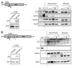 Mitofilin Antibody in Western Blot (WB)