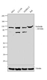 Nucleolin Antibody in Western Blot (WB)