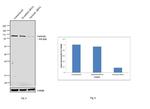 Nucleolin Antibody in Western Blot (WB)