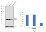 HMGB1 Antibody in Western Blot (WB)