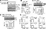 Phospho-IRE1 alpha (Ser724) Antibody in Western Blot (WB)