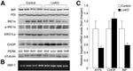 Phospho-IRE1 alpha (Ser724) Antibody in Western Blot (WB)