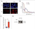 LC3B Antibody in Western Blot (WB)