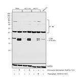 LC3B Antibody in Western Blot (WB)