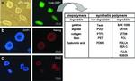 SOX2 Antibody in Immunocytochemistry (ICC/IF)