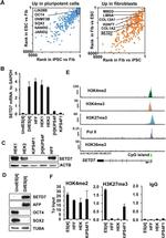 SOX2 Antibody in Western Blot (WB)