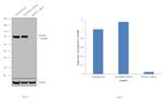 DNM1L Antibody in Western Blot (WB)