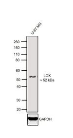 LOX Antibody in Western Blot (WB)