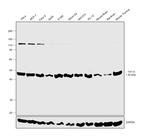 TDP-43 Antibody in Western Blot (WB)