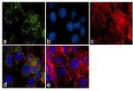 ITIH1 Antibody in Immunocytochemistry (ICC/IF)