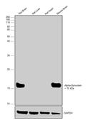 alpha Synuclein Antibody in Western Blot (WB)