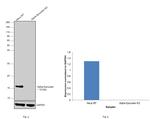 alpha Synuclein Antibody in Western Blot (WB)