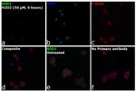 SOD1 Antibody